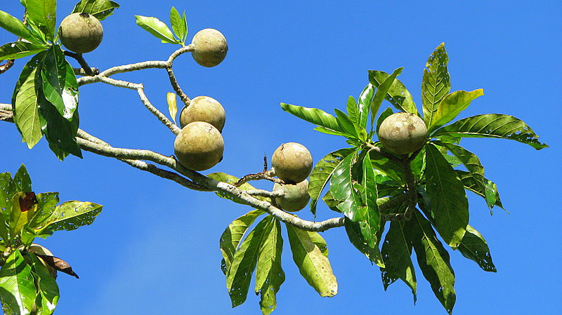 jagua fruit
